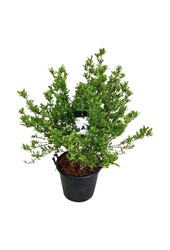 Biberbaum Magnolia stellata