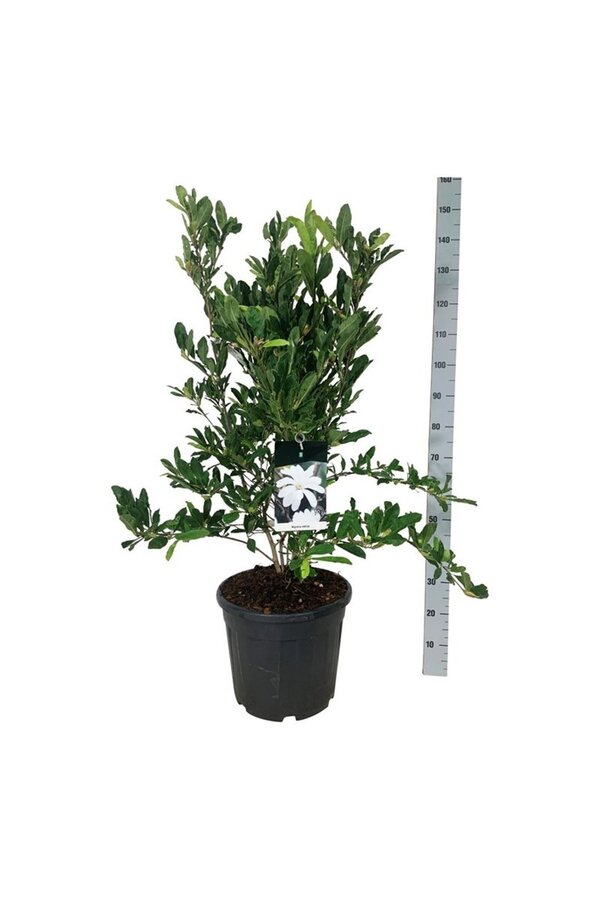 Biberbaum Magnolia stellata