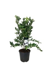 Biberbaum Magnolia stellata