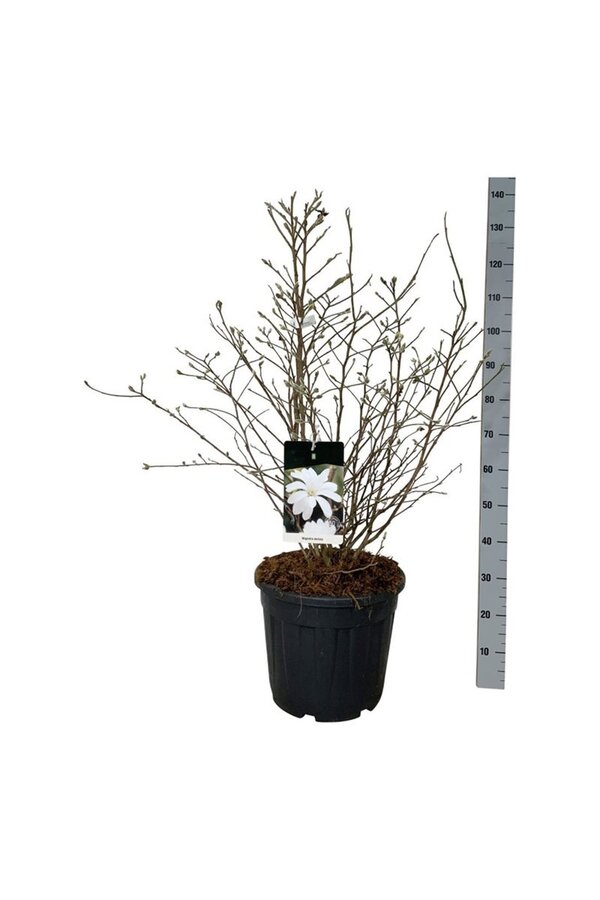 Biberbaum Magnolia stellata