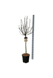 Tulpen-Magnolie Susan