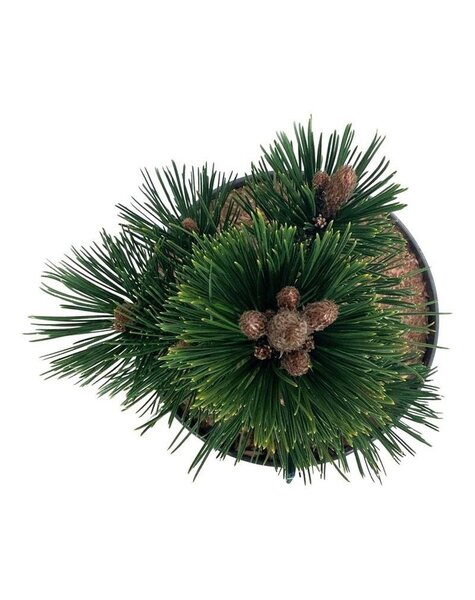 Pinus