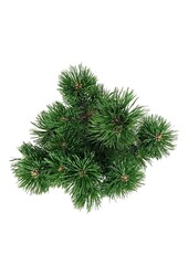 Kiefer Pinus mugo Mumpitz