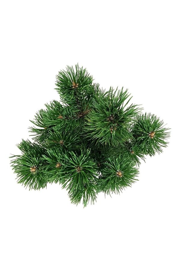 Kiefer Pinus mugo Mumpitz