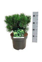 Kiefer Pinus mugo Mumpitz