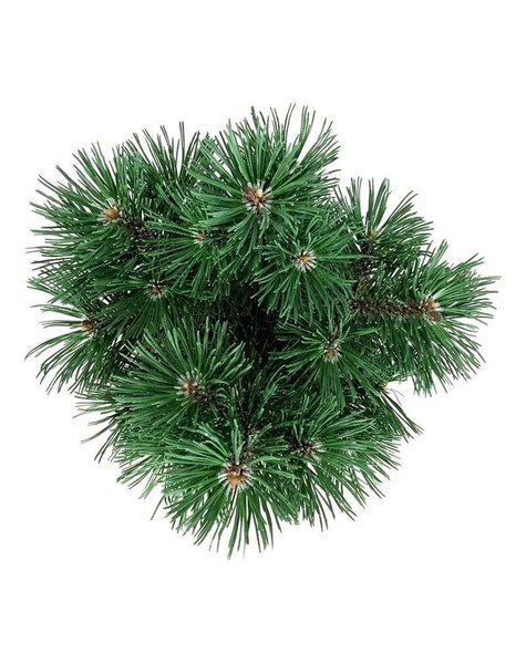 Pinus