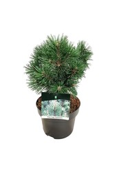 Bergkiefer Pinus mugo Columnaris