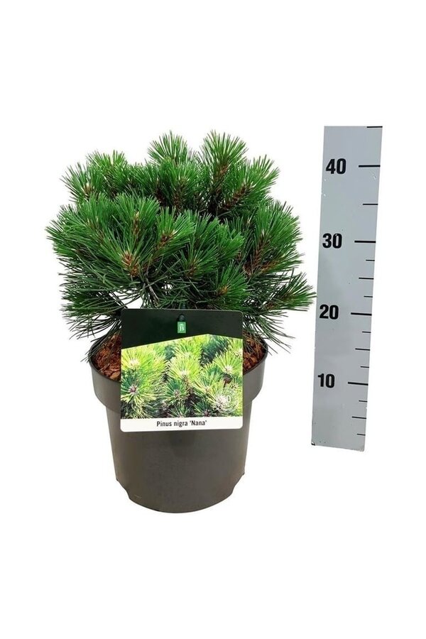 Kiefer Pinus nigra Nana
