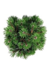 Kiefer Pinus nigra Nana