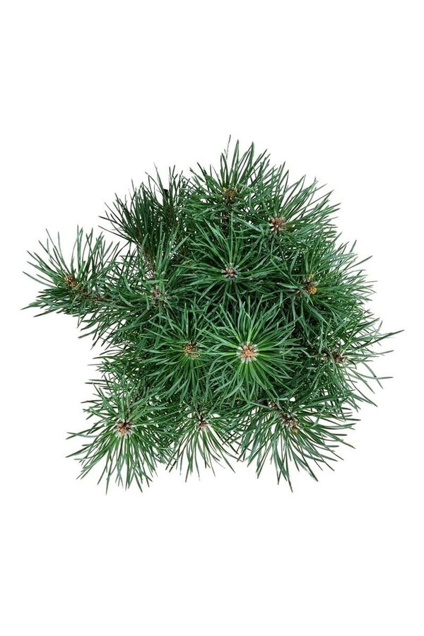 Kiefer Pinus Blue Pearl ®