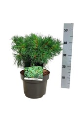 Kiefer Pinus strobus Tiny Kurls