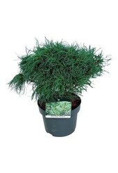 Kiefer Pinus strobus Tiny Kurls
