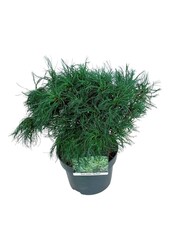 Kiefer Pinus strobus Tiny Kurls