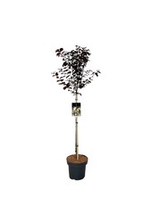 Portugiesischer Lorbeer Prunus cerasifera Nigra