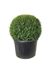 Konifere Thuja Brabant