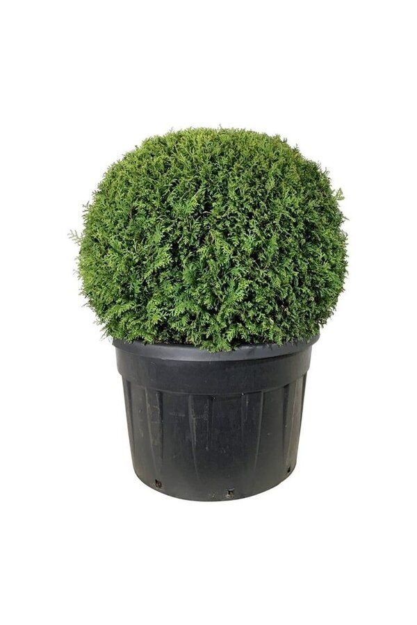 Konifere Thuja Brabant