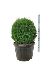 Konifere Thuja Smaragd