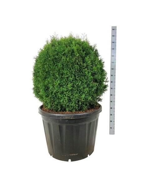 Thuja