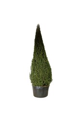 Eibe Taxus baccata