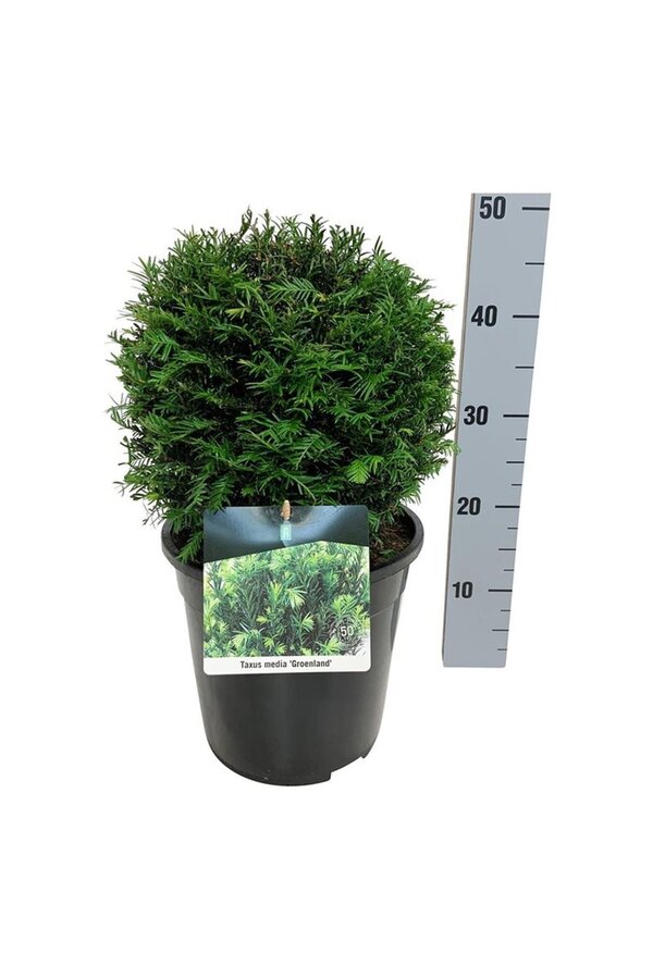 Eibe Taxus media Grönland