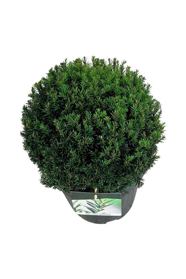 Eibe Taxus media Groenland