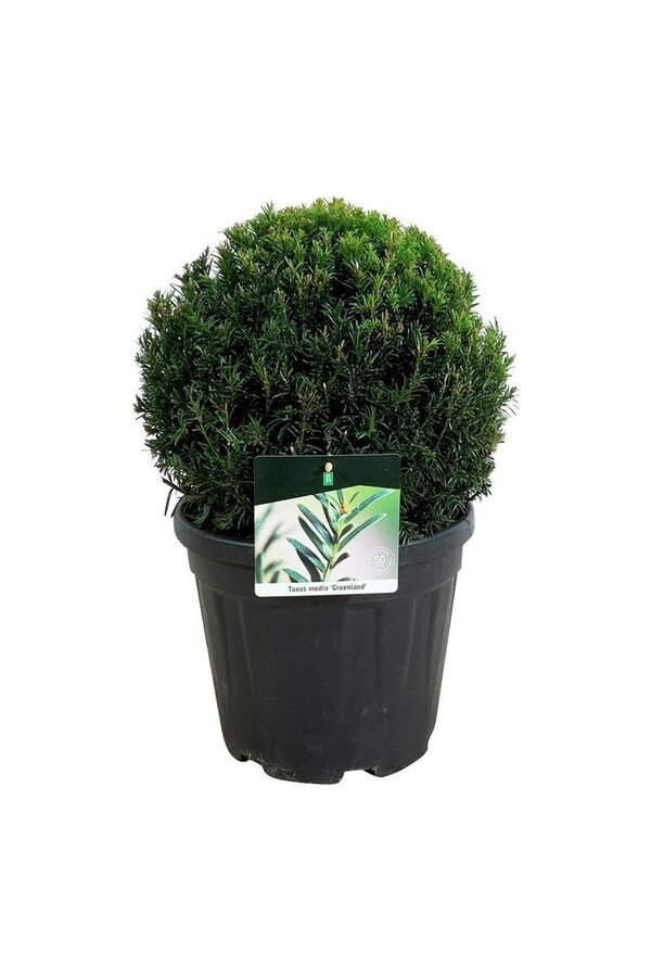 Eibe Taxus media Groenland