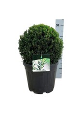 Eibe Taxus media Groenland