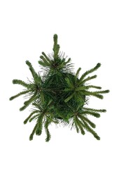 Kiefer Pinus mugo uncinata