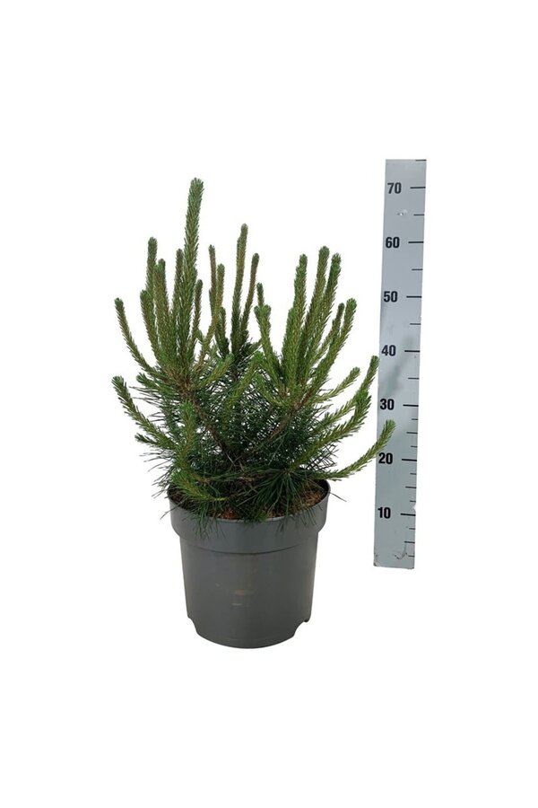 Kiefer Pinus mugo uncinata