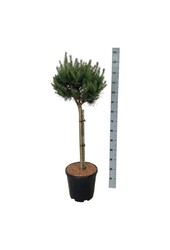 Kiefer Pinus Nana