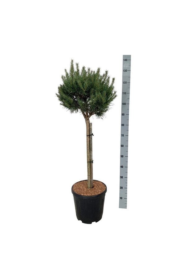 Kiefer Pinus Nana