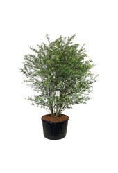 Felsenbirne Amelanchier lamarckii