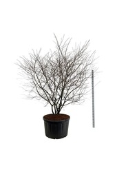 Felsenbirne Amelanchier lamarckii