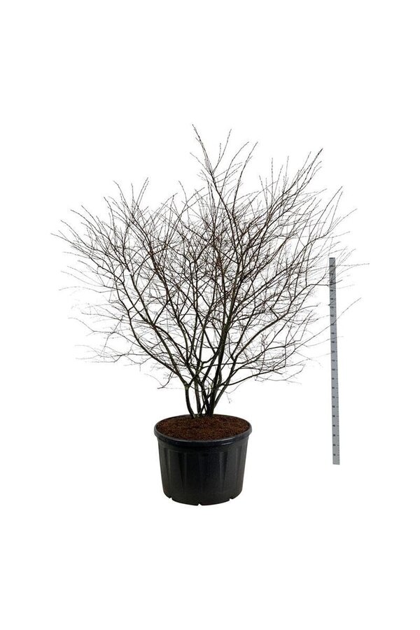 Felsenbirne Amelanchier lamarckii