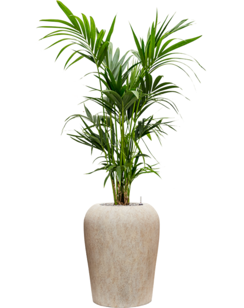Mineral| Kentia-Palme