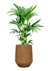 Kentia-Palme im Mineral-Topf