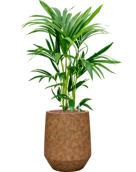 Mineral | Kentia-Palme