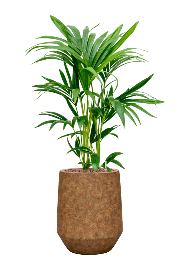 Kentia-Palme im Mineral-Topf