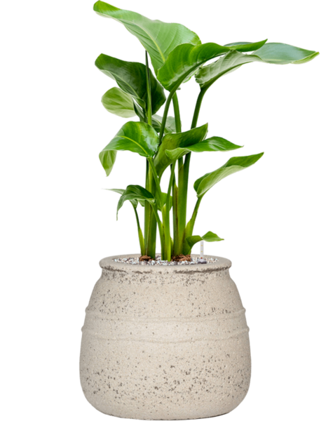 Mittelmeer | Strelitzia