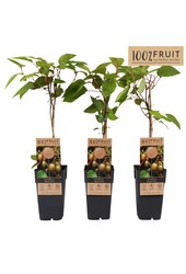 Actinidia arguta Bayern Kiwi P15