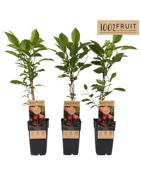 Actinidia arguta Kens Red P15