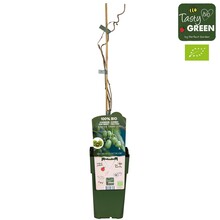 Actinidia arguta Kiwiberry (Issai) Bio P15
