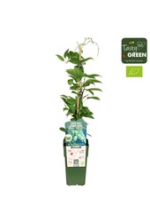 Actinidia arguta Kiwiberry (Issai) Bio P15