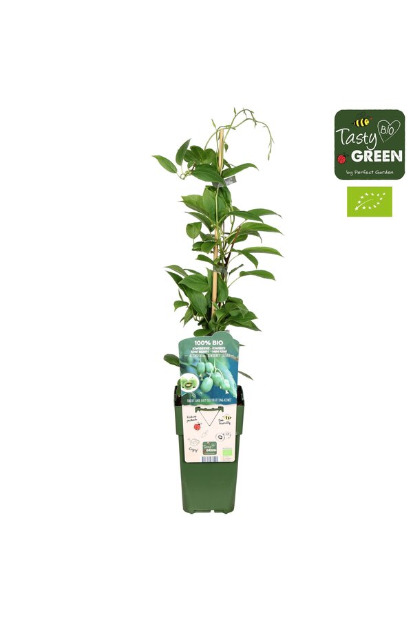 Actinidia arguta Kiwiberry (Issai) Bio P15