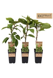 Actinidia chinensis Atlas (mnl) P15