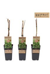 Actinidia chinensis Atlas (mnl) P15