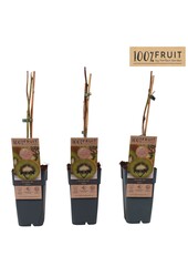 Actinidia deliciosa Jenny P15