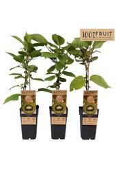 Actinidia deliciosa Jenny P15