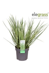 Acorus gramineus Argenteostriatus P14