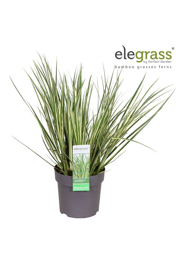 Acorus gramineus Argenteostriatus P14